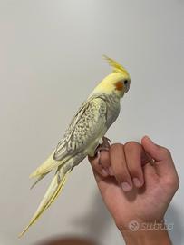 Calopsita allevata a mano