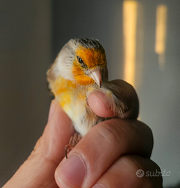 Ibrido incardellato maschio 2025