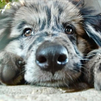 Cuccioli di Pastore della Lessinia e Lagorai