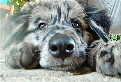 Cuccioli di Pastore della Lessinia e Lagorai
