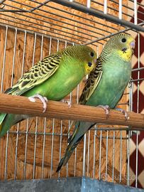 Cocorite faccia nera ala nera (bf/bw)