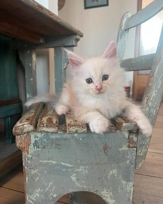 Cuccioli di gatto Maine Coon 