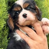 Cucciolo tricolor cavalier king