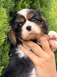 Cucciolo tricolor cavalier king