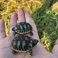 Tartarughe di Terra