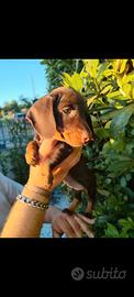 Cucciola di bassotto con pedigree ENCI