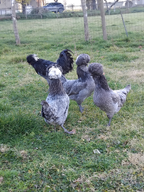 Galline Padovane ciuffate