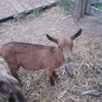 Capra camosciata alpina