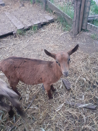 Capra camosciata alpina