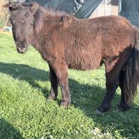 Venere Mini pony puledra