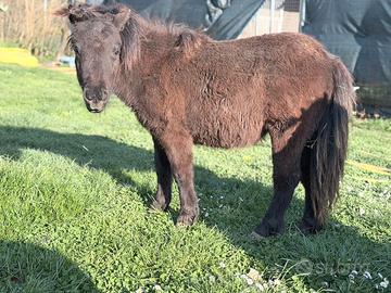 Venere Mini pony puledra