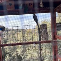 Pappagalli inseparabili