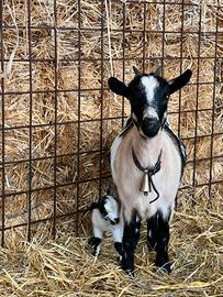 Capretta tibetana e figlia