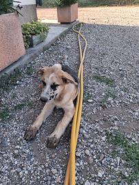 Cuccioli taglia grande