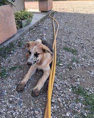 Cuccioli taglia grande