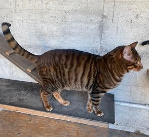 Cuccioli gatti Toyger