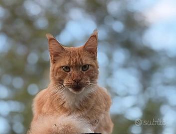 Maine coon rossa