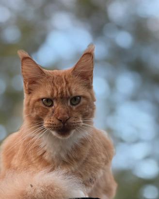 Maine coon rossa