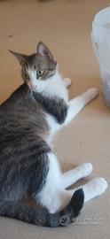 Stupendo gattino dagli occhi verdi