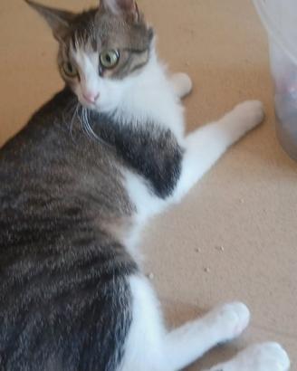 Stupendo gattino dagli occhi verdi