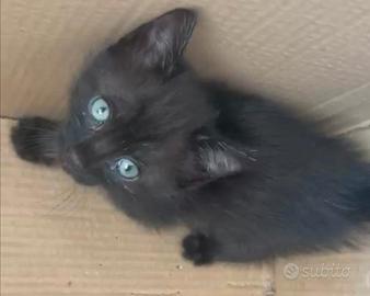 ? Due dolcissimi gattini ??