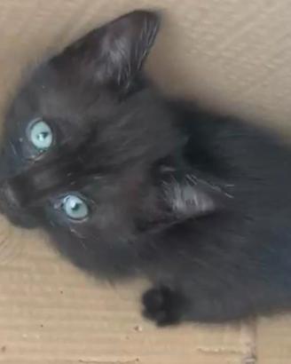? Due dolcissimi gattini ??