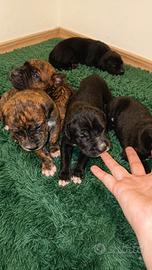 Cuccioli mix