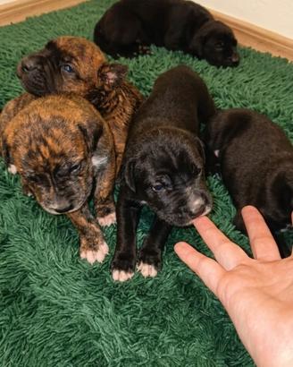 Cuccioli mix
