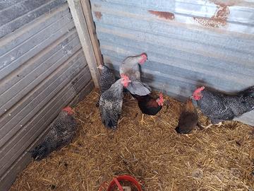 Galline