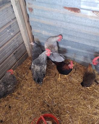 Galline