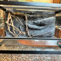 Terrario creas con sfondo 3d