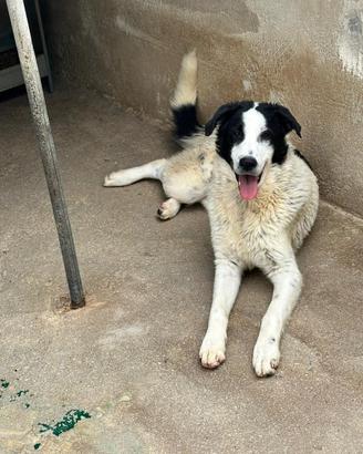 Oreo cucciolone in adozione