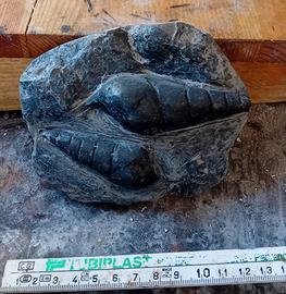 fossile di gasteropodo 