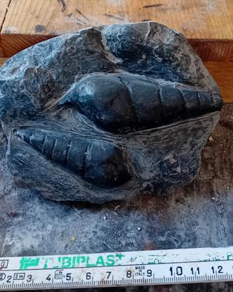 fossile di gasteropodo 