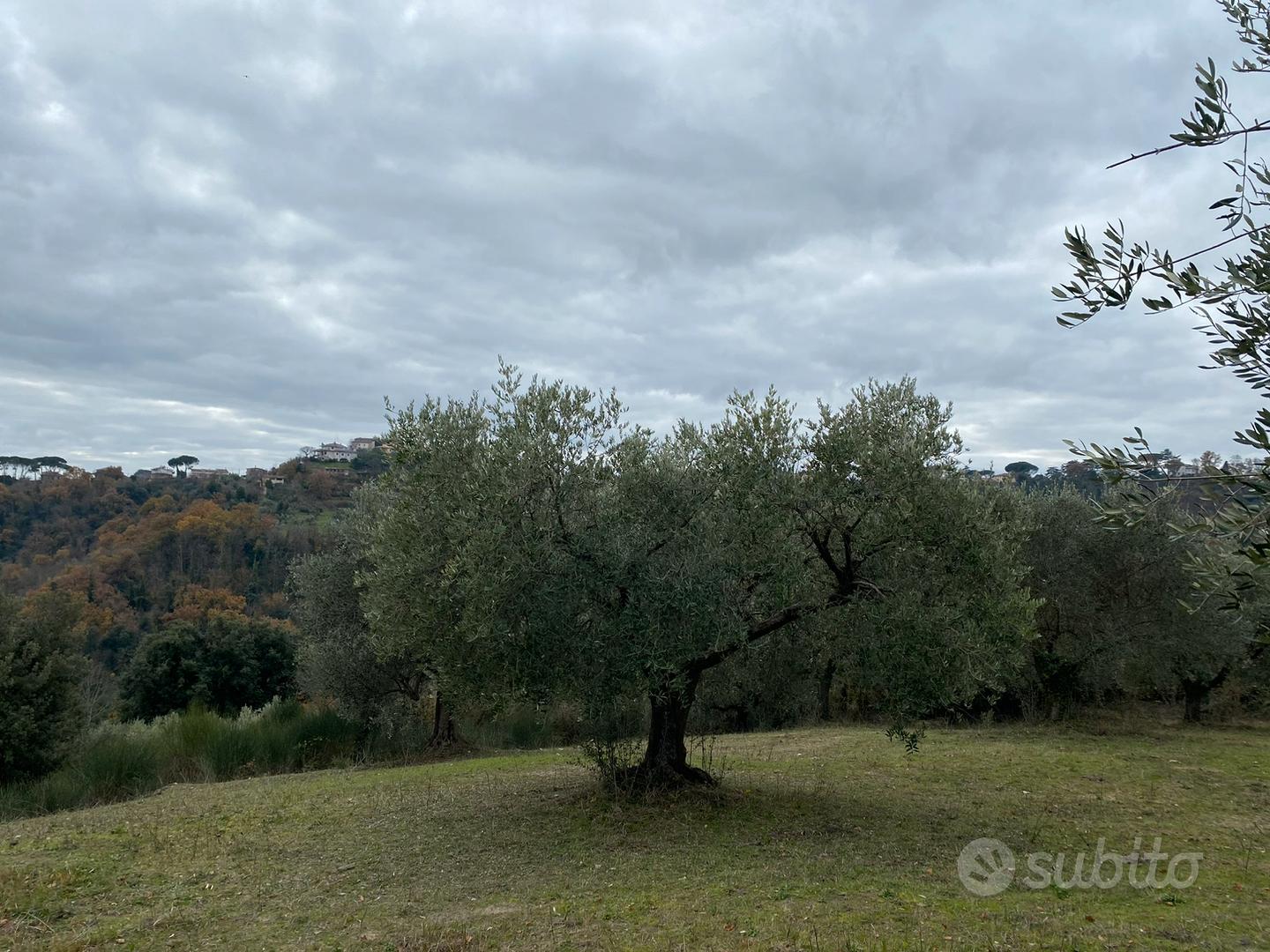 Terreno uliveto parco attrezzato - Vista 3
