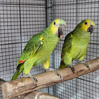 Amazzone fronte blu xanthopteryx