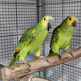 Amazzone fronte blu xanthopteryx