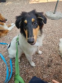 Cucciola Collie Pastore Scozzese