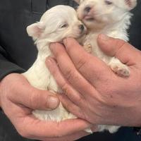 Maltesi coreani mini