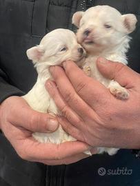 Maltesi coreani mini