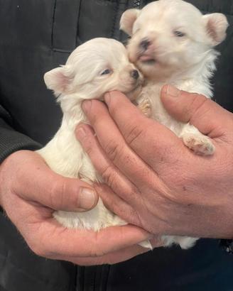 Maltesi coreani mini