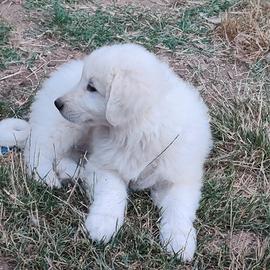 Cuccioli di pastore maremmano abruzzese