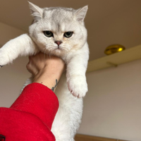 Cuccioli Scottish Straight