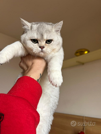 Cuccioli Scottish Straight