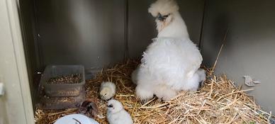 Galline Moroseta