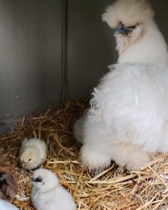 Galline Moroseta