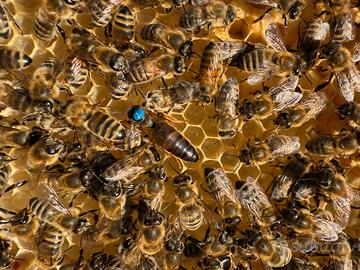 Nuclei api razza carnica