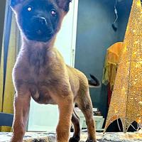 Cucciolo maschio di pastore belga malinois