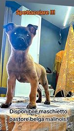 Cucciolo maschio di pastore belga malinois