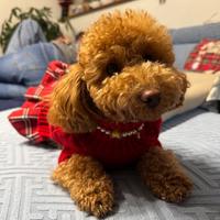Cucciolo di barboncino